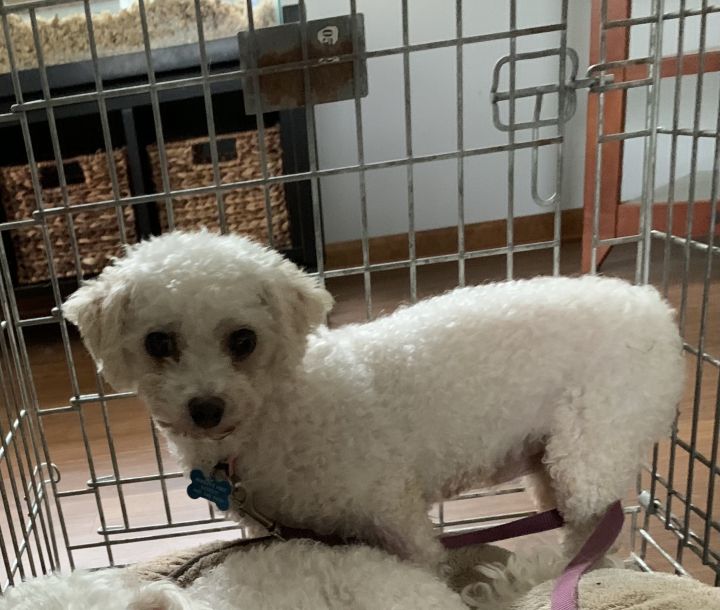 Juno - NOT READY FOR ADOPTION , an adoptable Bichon Frise in Mentor, OH_image-1