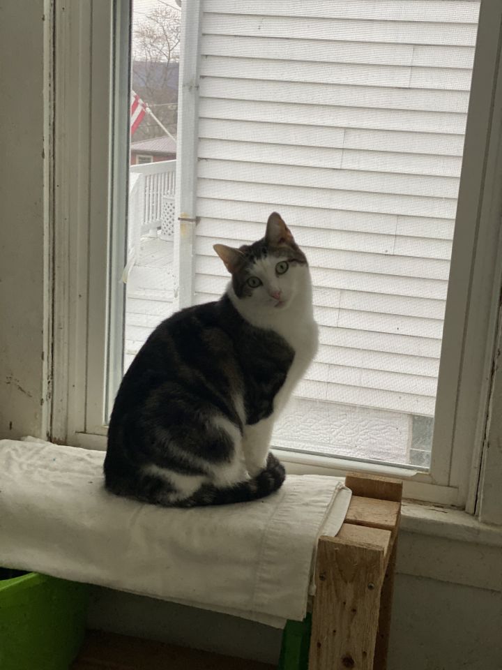 Cat for adoption Julian , a Domestic Short Hair in Mount Pleasant, PA