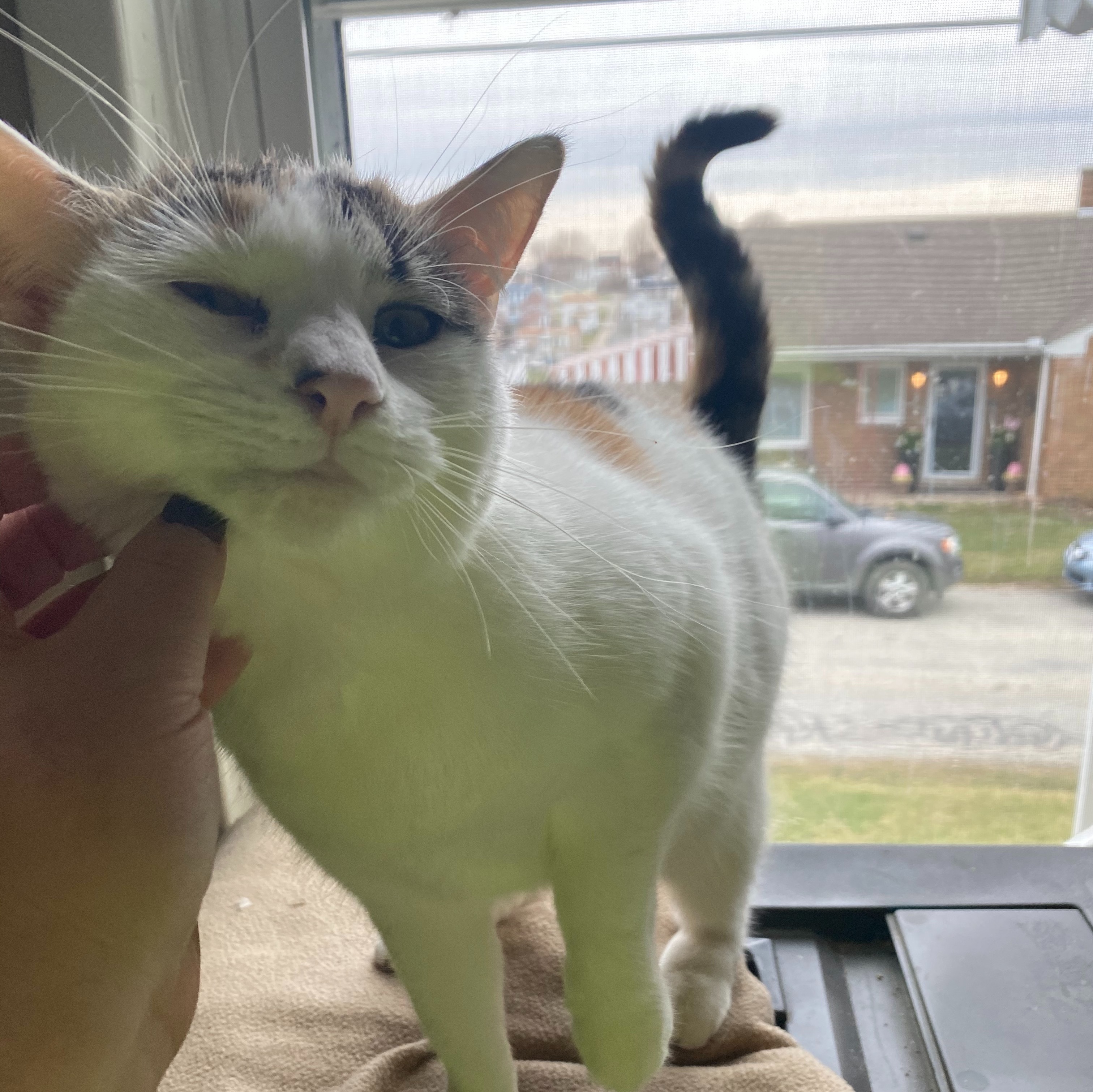 Cat for adoption Sophie, a Domestic Short Hair in Mount Pleasant, PA