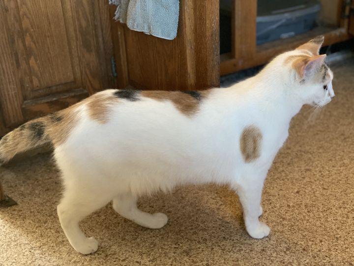 Cat for adoption Sophie, a Domestic Short Hair in Mount Pleasant, PA