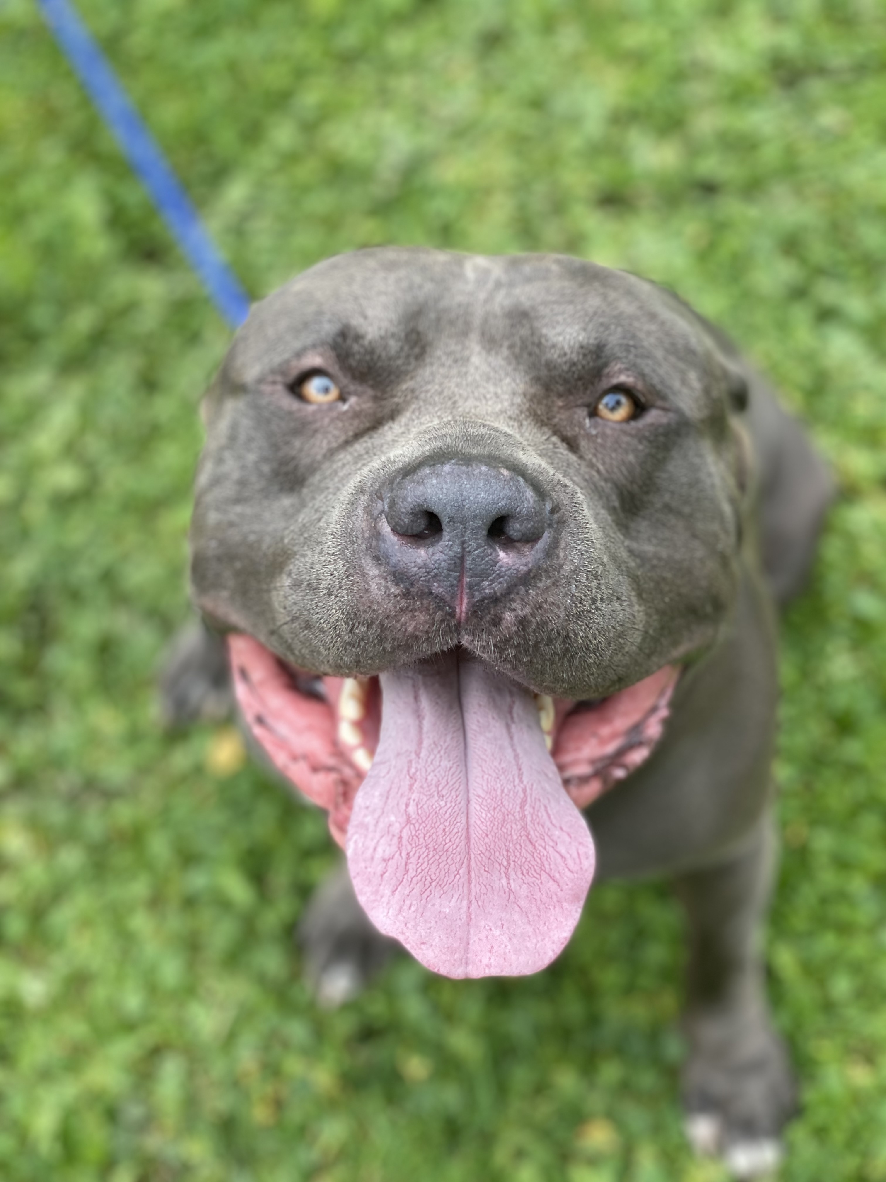 Dog for adoption Mister, an American Bully in Sault Sainte Marie, MI