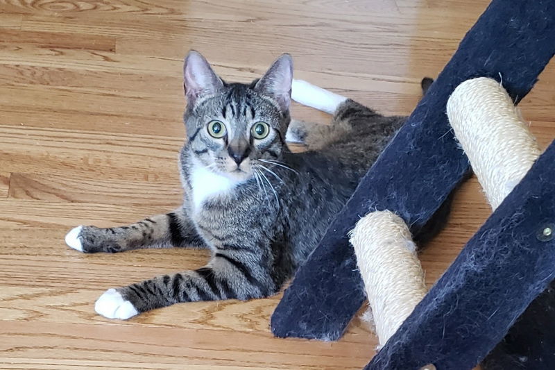 Wally, an adoptable Domestic Short Hair, Tabby in Littleton, CO, 80127 | Photo Image 2