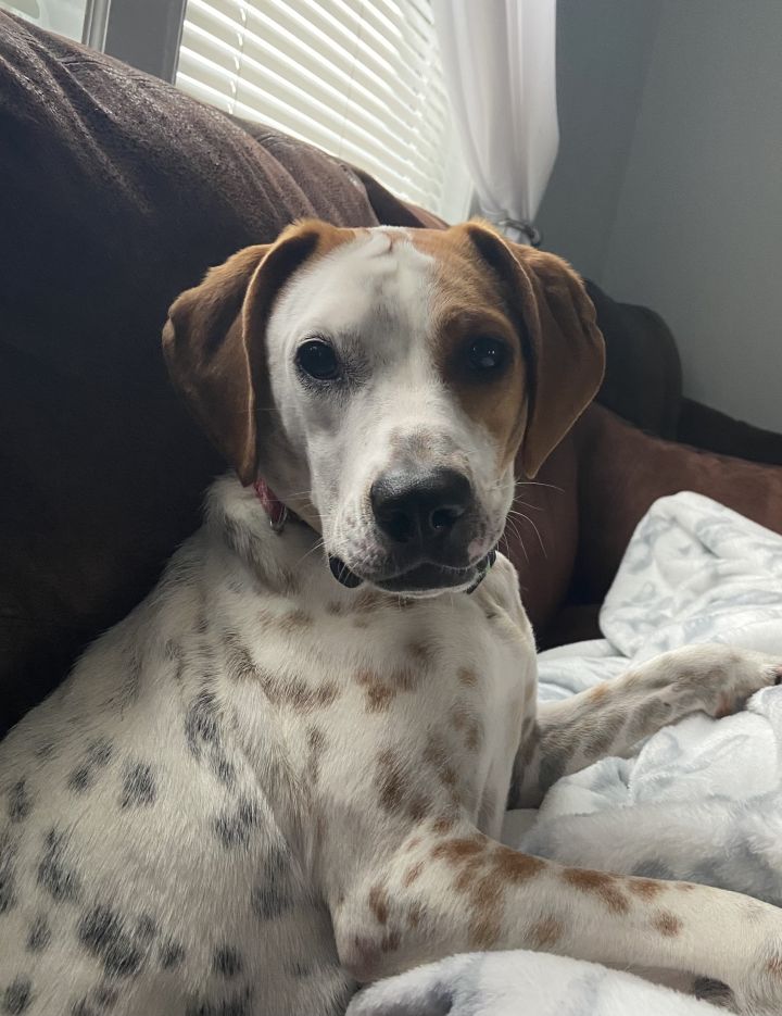 Beagle best sale dalmatian mix