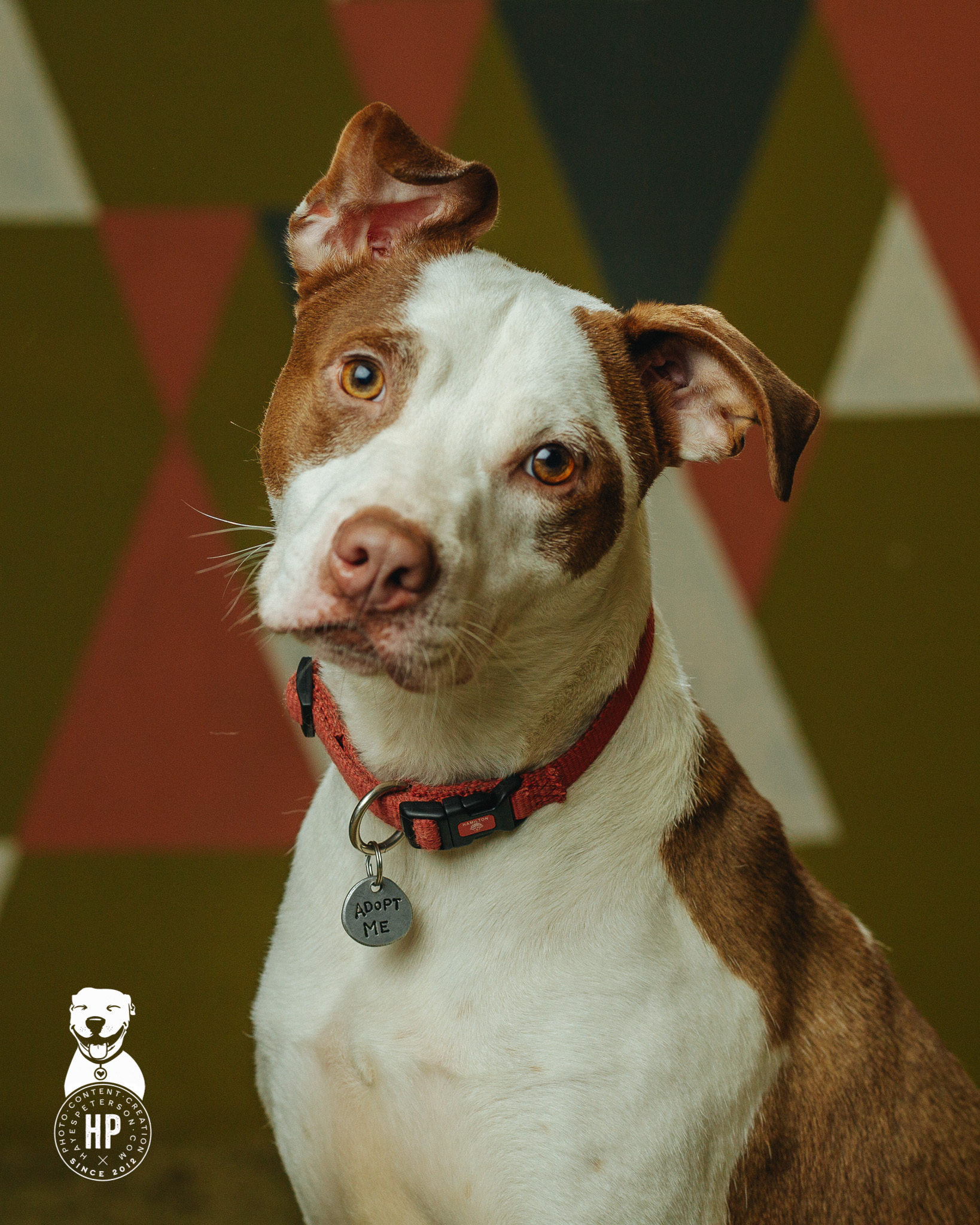 Aladdin, an adoptable Pit Bull Terrier, Border Collie in Portland, OR, 97206 | Photo Image 1
