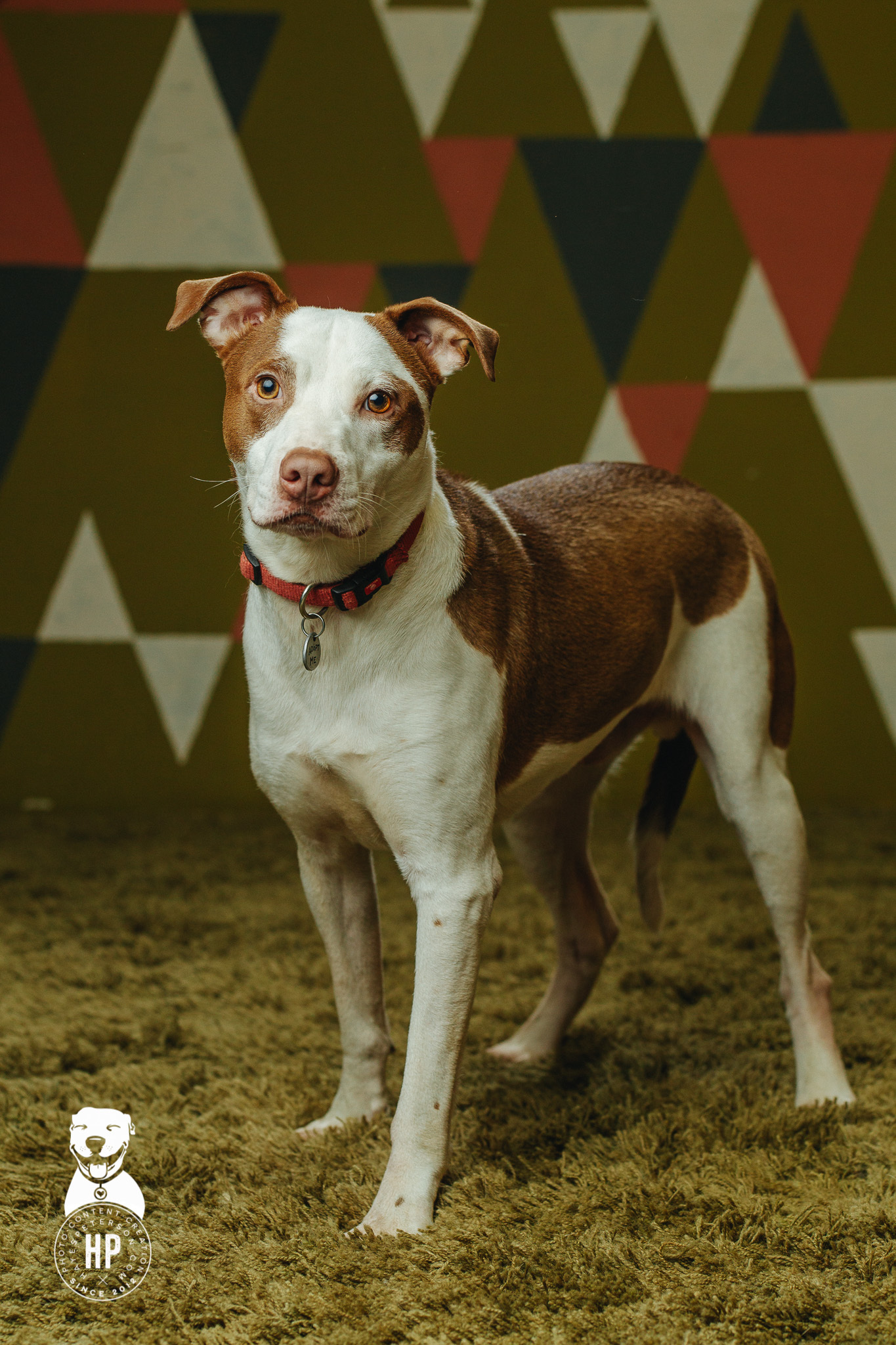 Aladdin, an adoptable Pit Bull Terrier, Border Collie in Portland, OR, 97206 | Photo Image 2