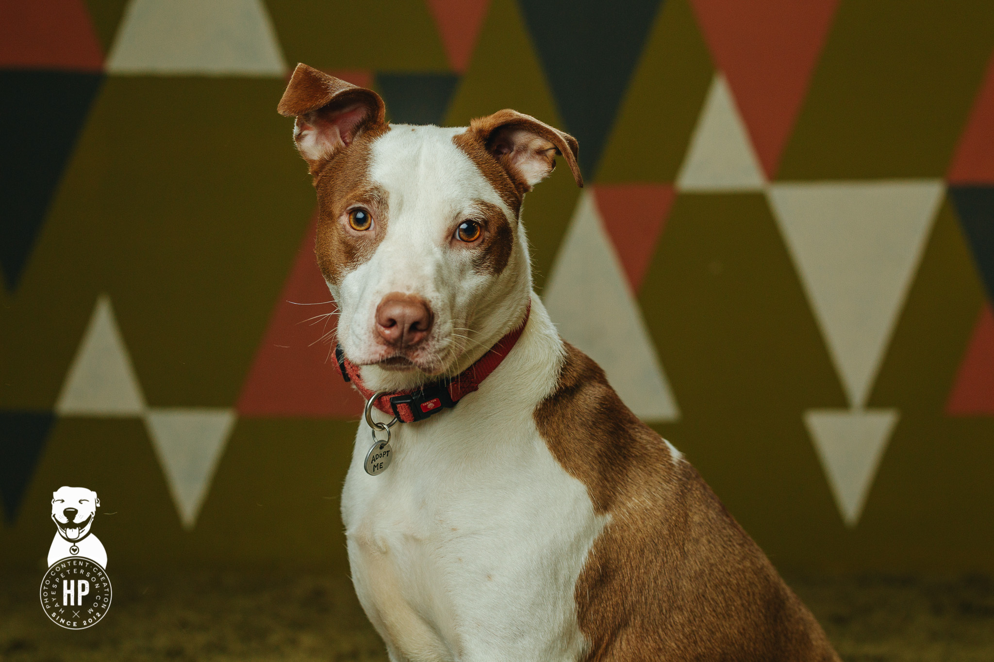 Aladdin, an adoptable Pit Bull Terrier, Border Collie in Portland, OR, 97206 | Photo Image 3