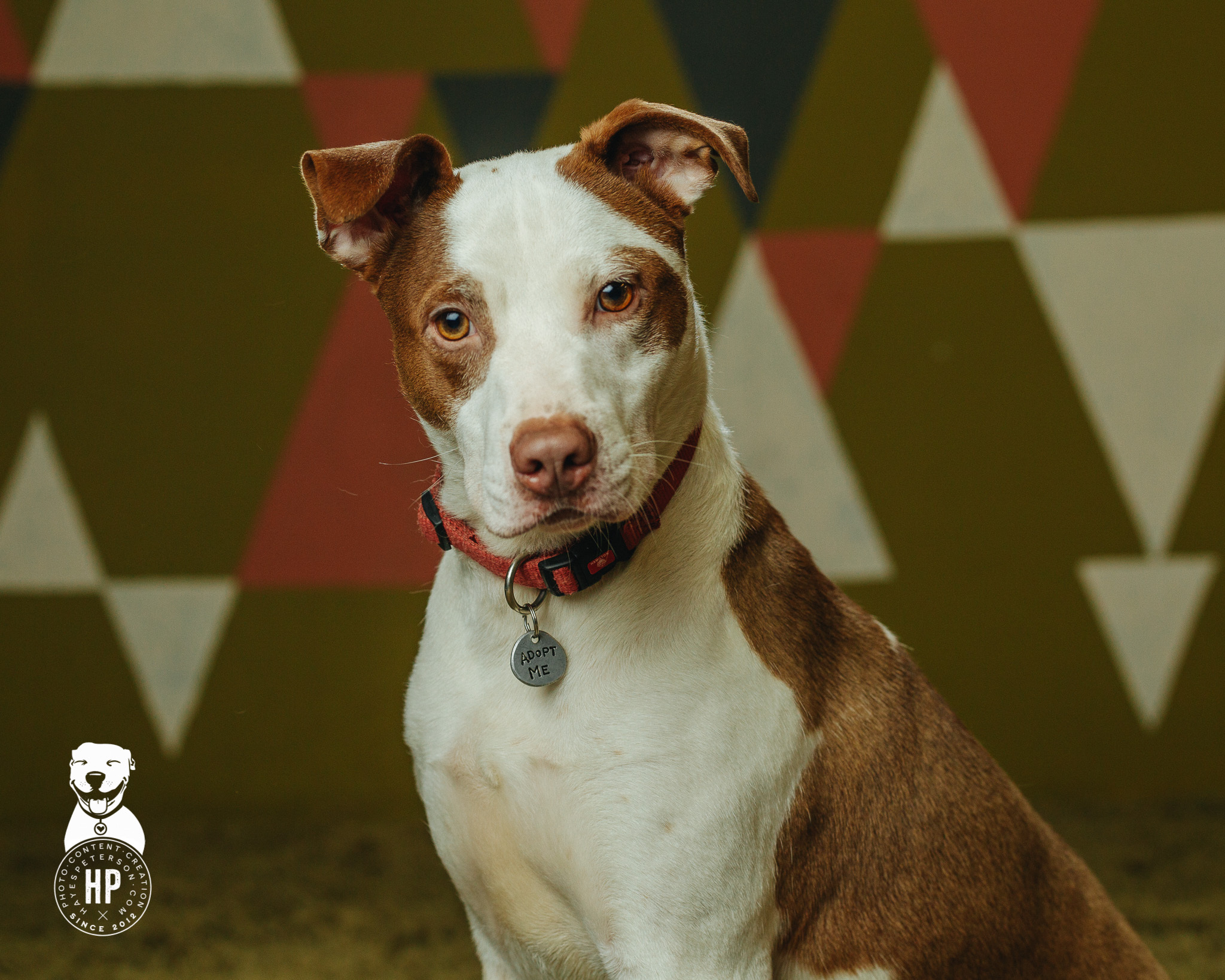 Aladdin, an adoptable Pit Bull Terrier, Border Collie in Portland, OR, 97206 | Photo Image 4