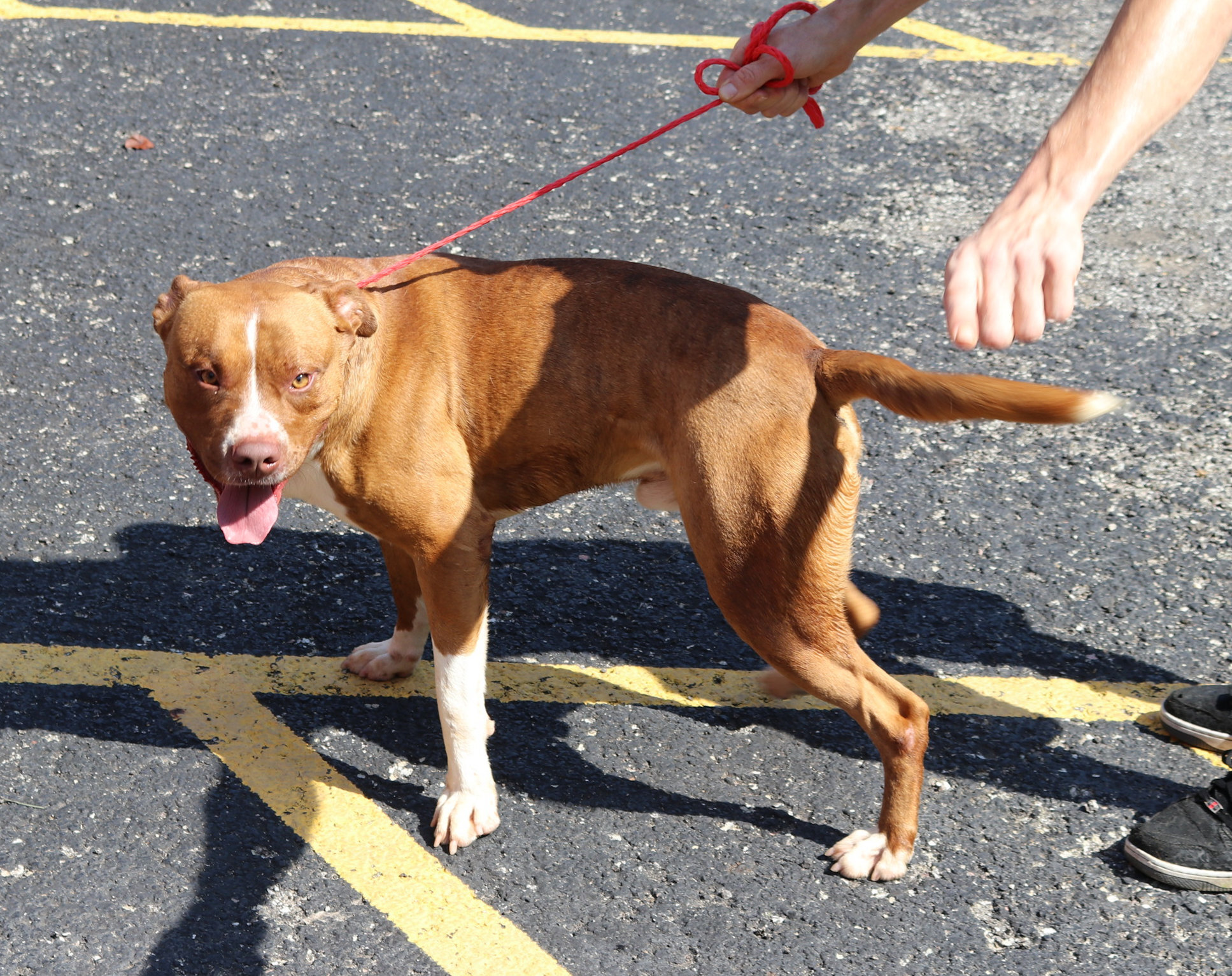 Dwayne, an adoptable Boxer in Reeds Spring, MO, 65737 | Photo Image 2