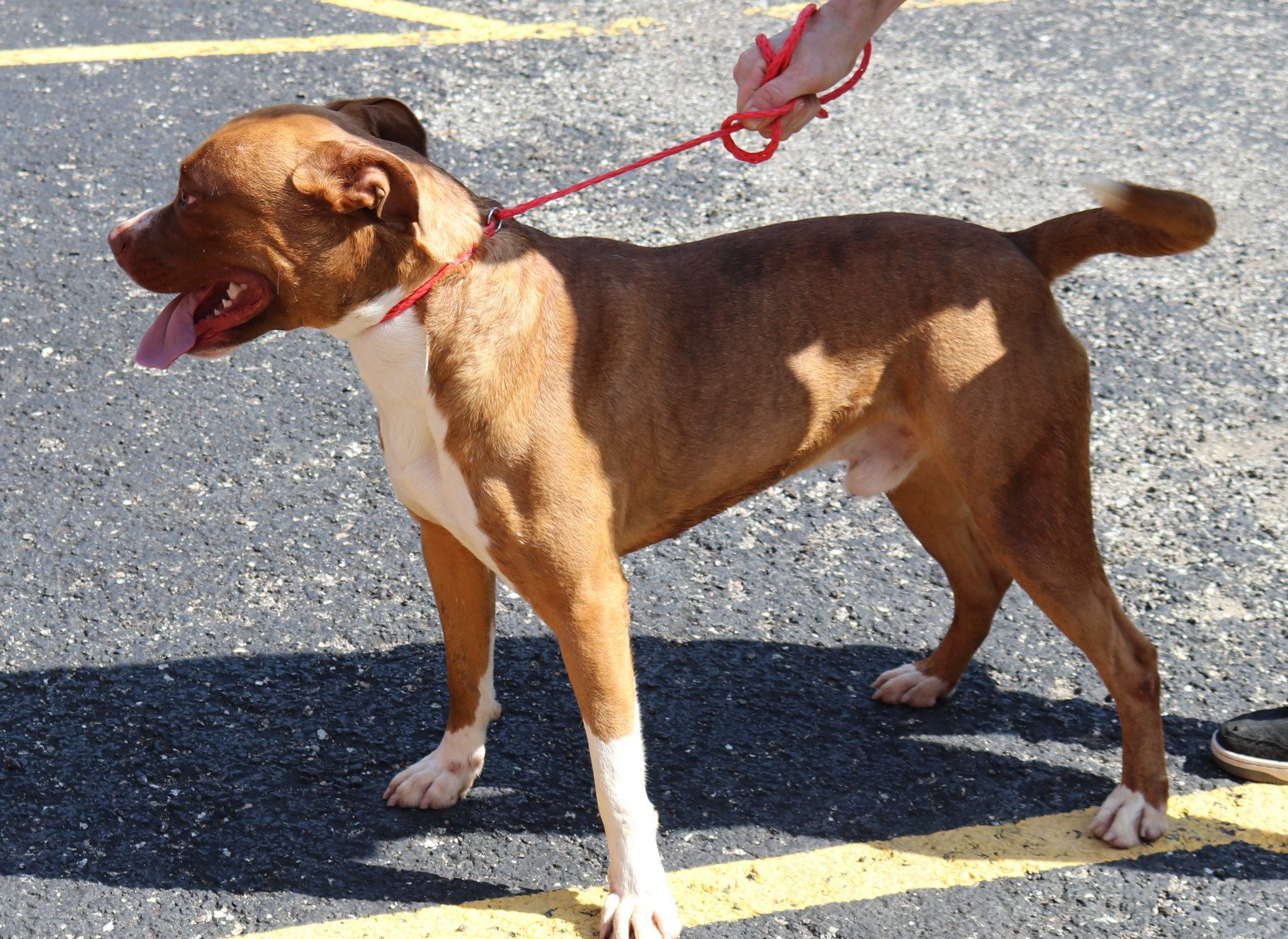 Dwayne, an adoptable Boxer in Reeds Spring, MO, 65737 | Photo Image 3