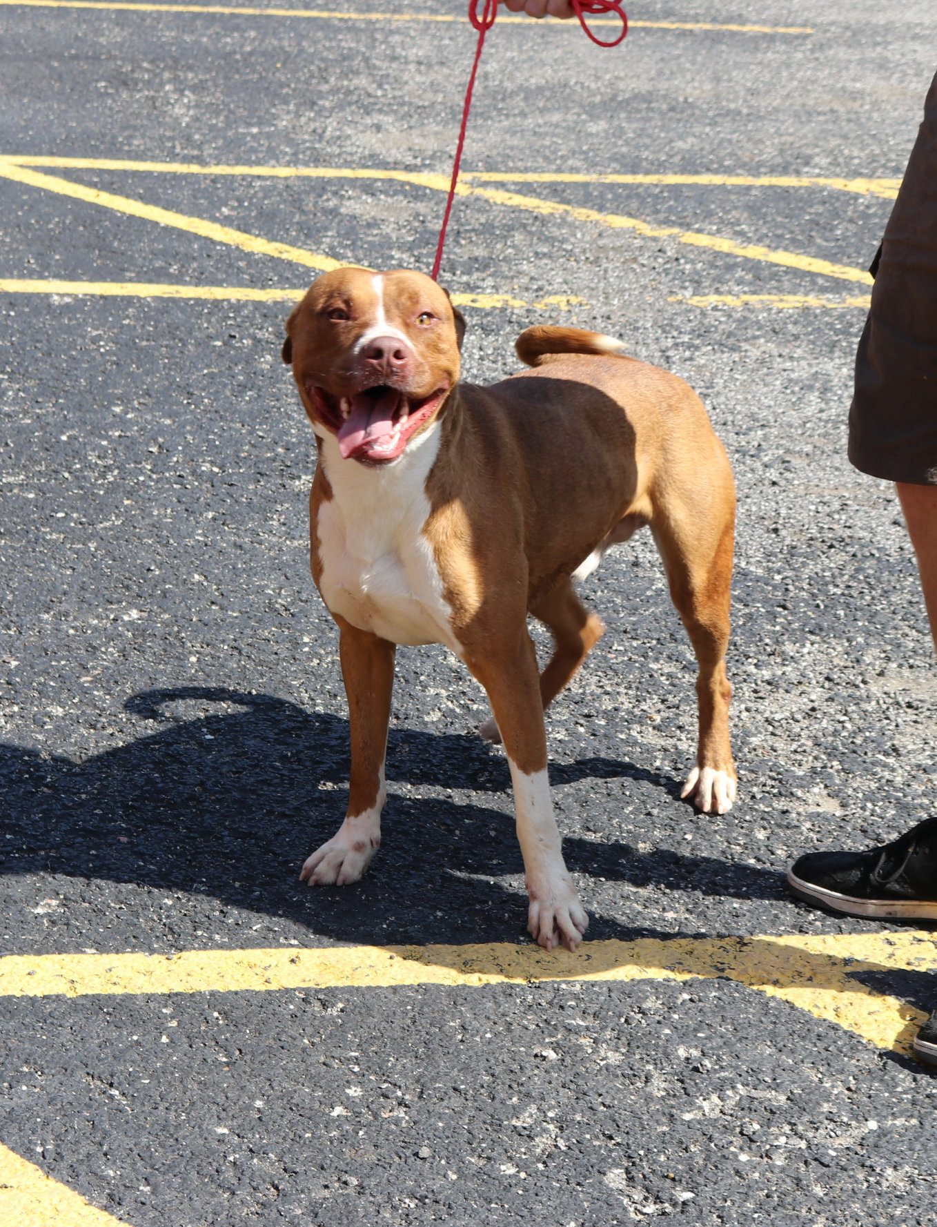 Dwayne, an adoptable Boxer in Reeds Spring, MO, 65737 | Photo Image 1