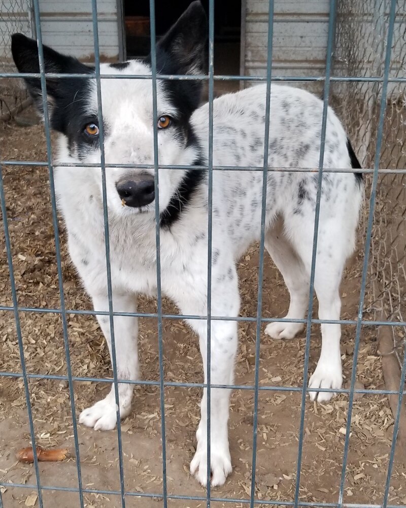 Kia, an adoptable Border Collie, Husky in Lone Oak, TX, 75453 | Photo Image 1