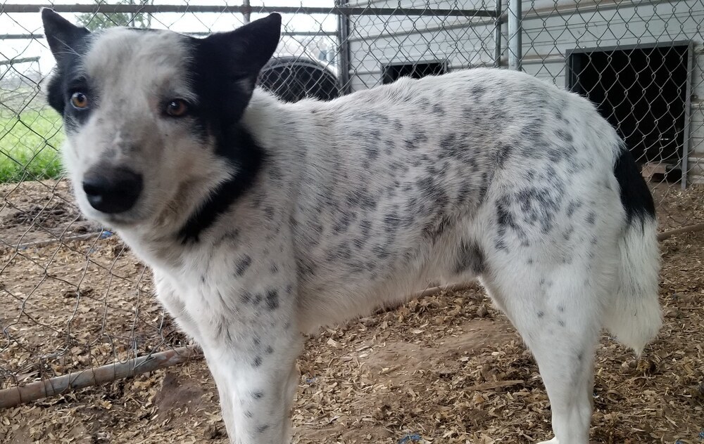 Kia, an adoptable Border Collie, Husky in Lone Oak, TX, 75453 | Photo Image 2