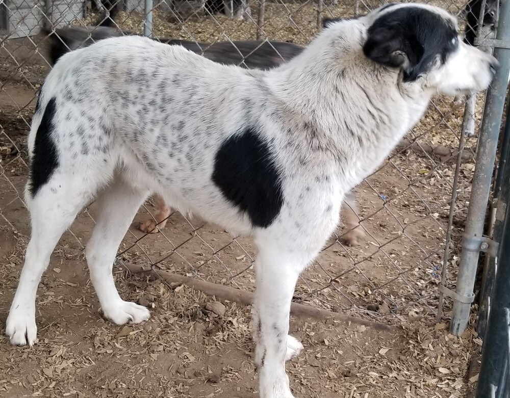 Kia, an adoptable Border Collie, Husky in Lone Oak, TX, 75453 | Photo Image 3