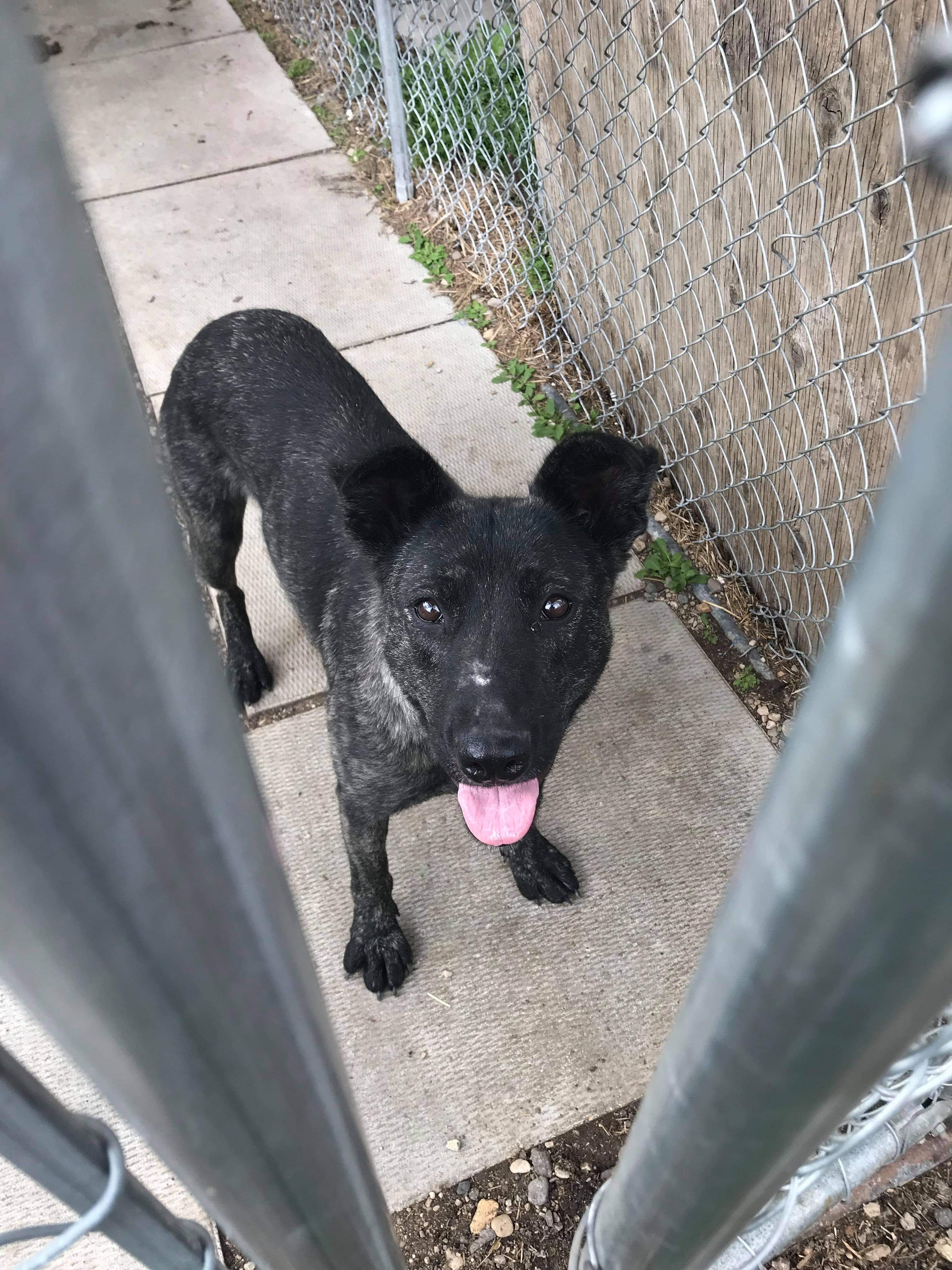 Tehya, an adoptable Labrador Retriever in Humboldt , SK, S0K 2A0 | Photo Image 2