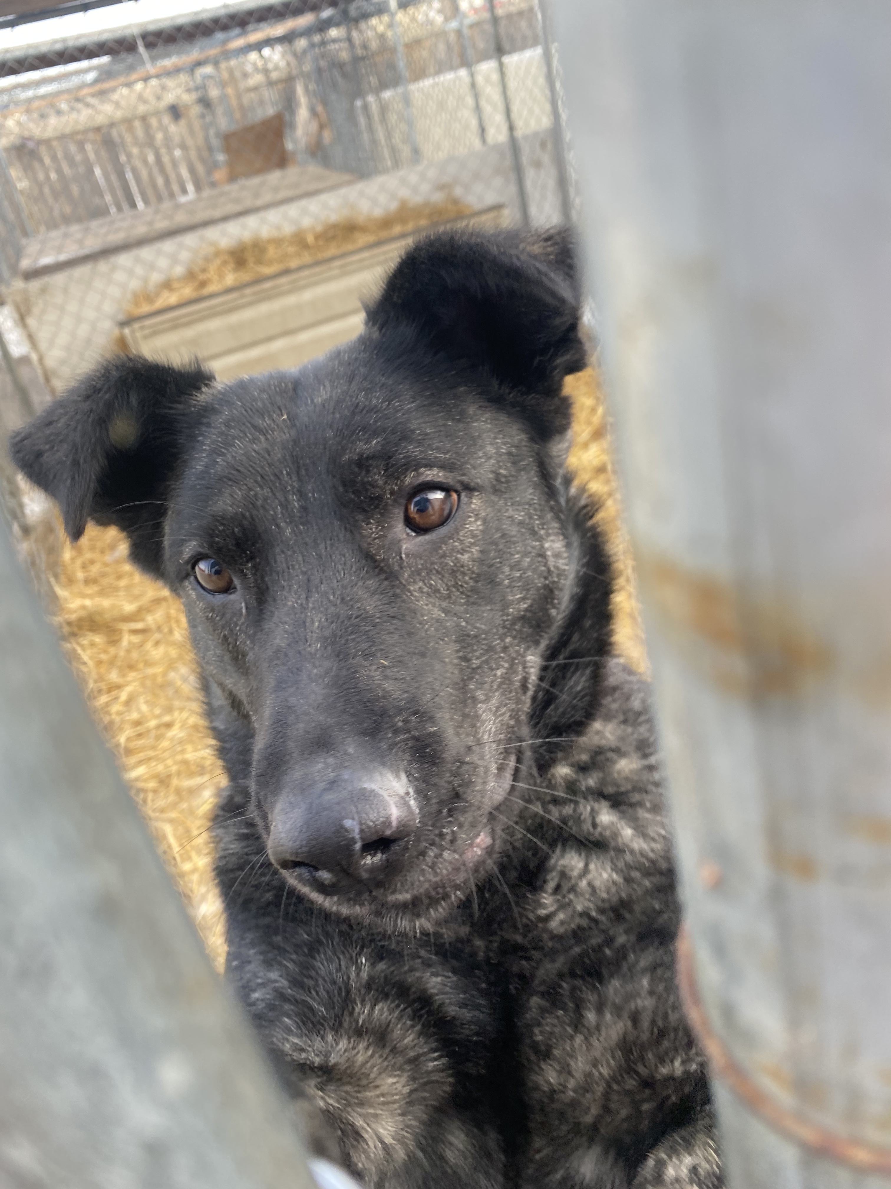 Tehya, an adoptable Labrador Retriever in Humboldt , SK, S0K 2A0 | Photo Image 1