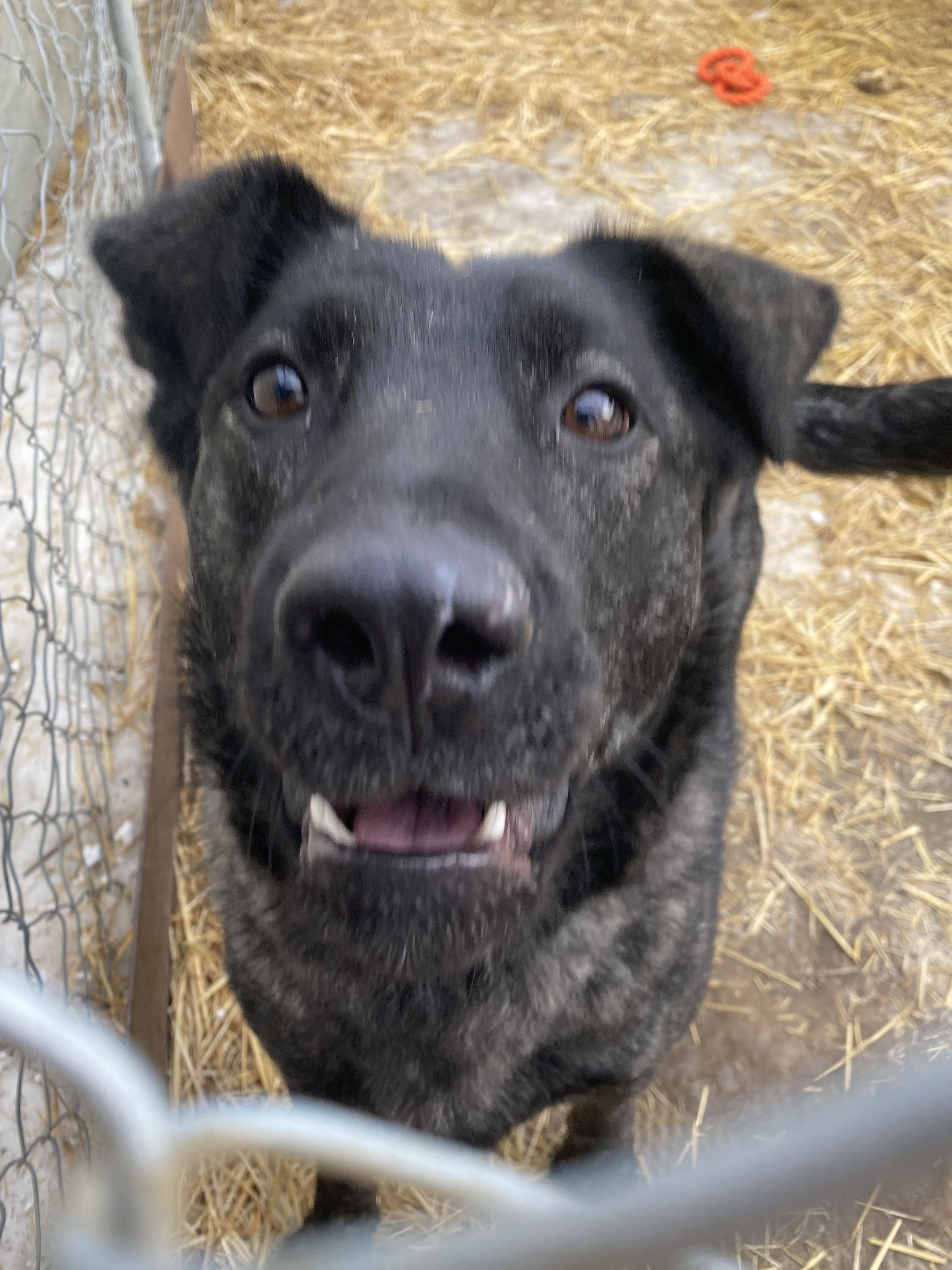 Tehya, an adoptable Labrador Retriever in Humboldt , SK, S0K 2A0 | Photo Image 3