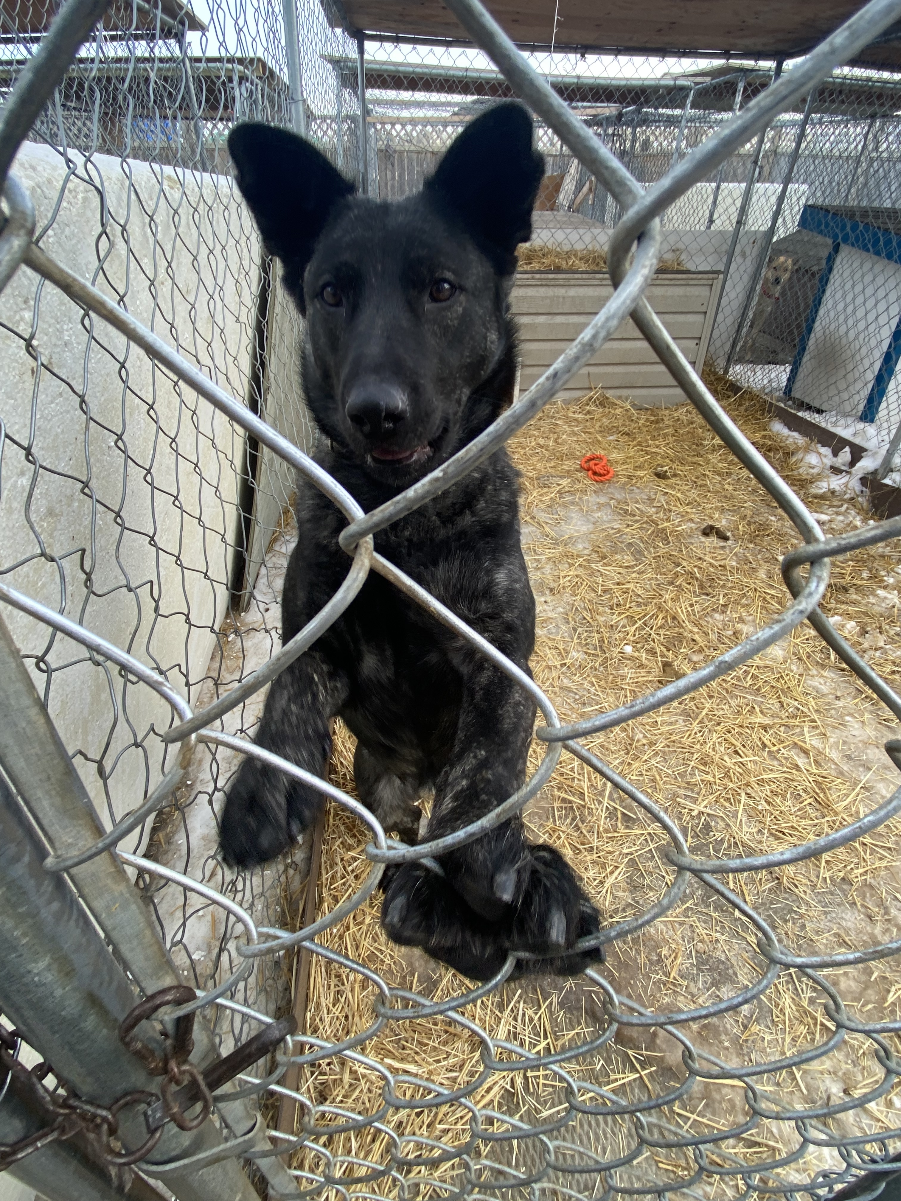 Tehya, an adoptable Labrador Retriever in Humboldt , SK, S0K 2A0 | Photo Image 4