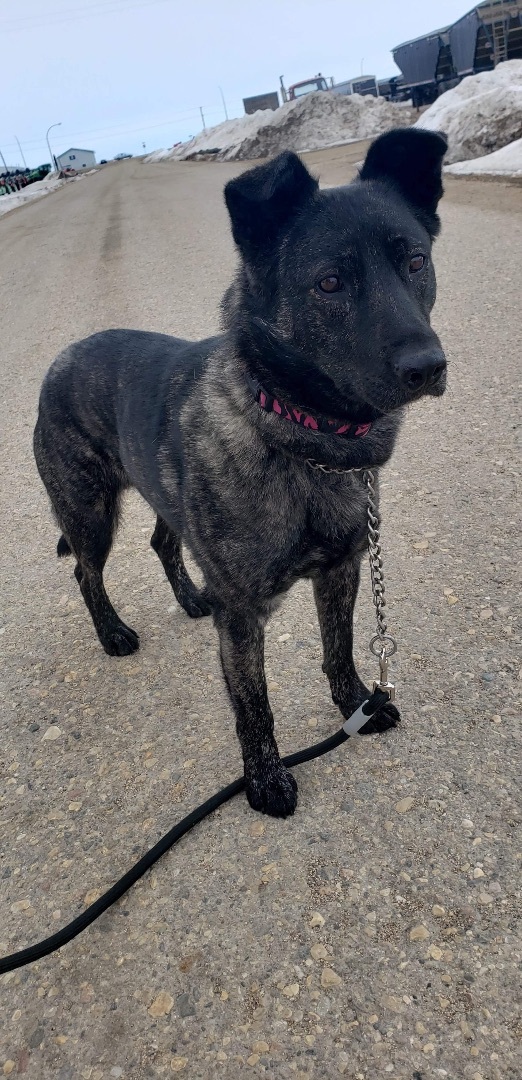 Tehya, an adoptable Labrador Retriever in Humboldt , SK, S0K 2A0 | Photo Image 5