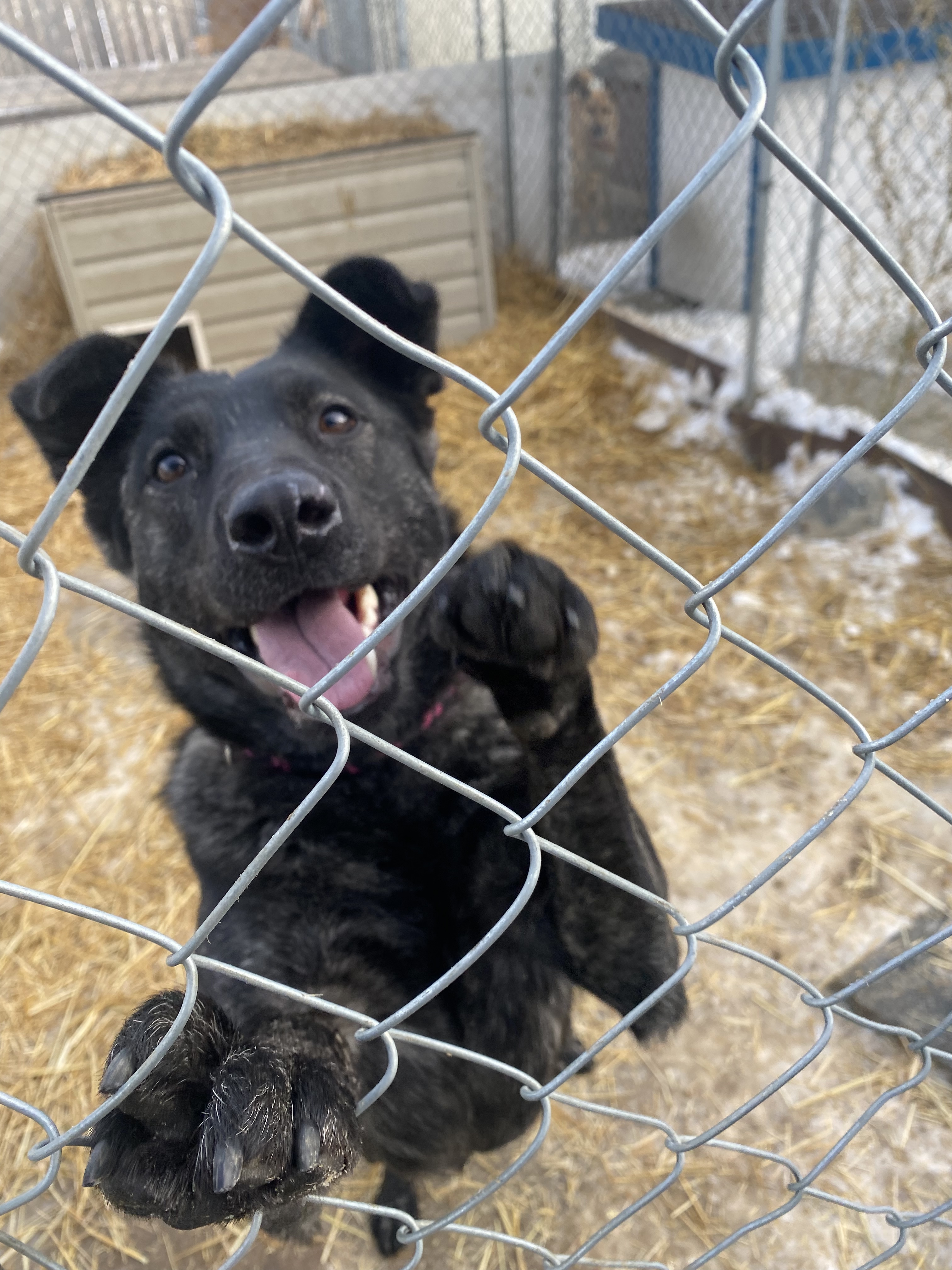 Tehya, an adoptable Labrador Retriever in Humboldt , SK, S0K 2A0 | Photo Image 6