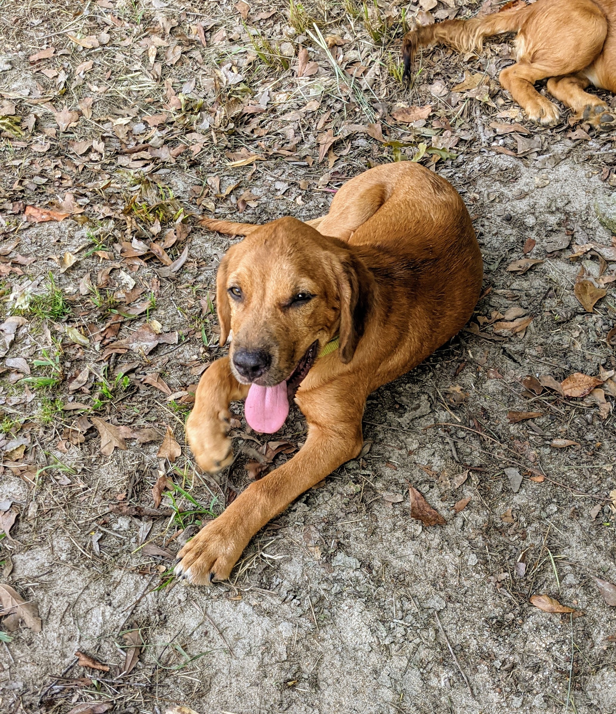 Buck (Buckingham), an adoptable Cocker Spaniel, Boxer in McIntyre, GA, 31054 | Photo Image 2