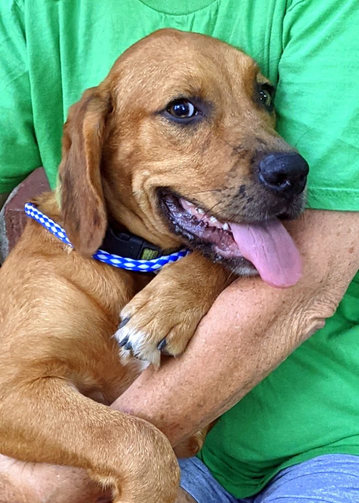 boxer cocker spaniel mix puppies