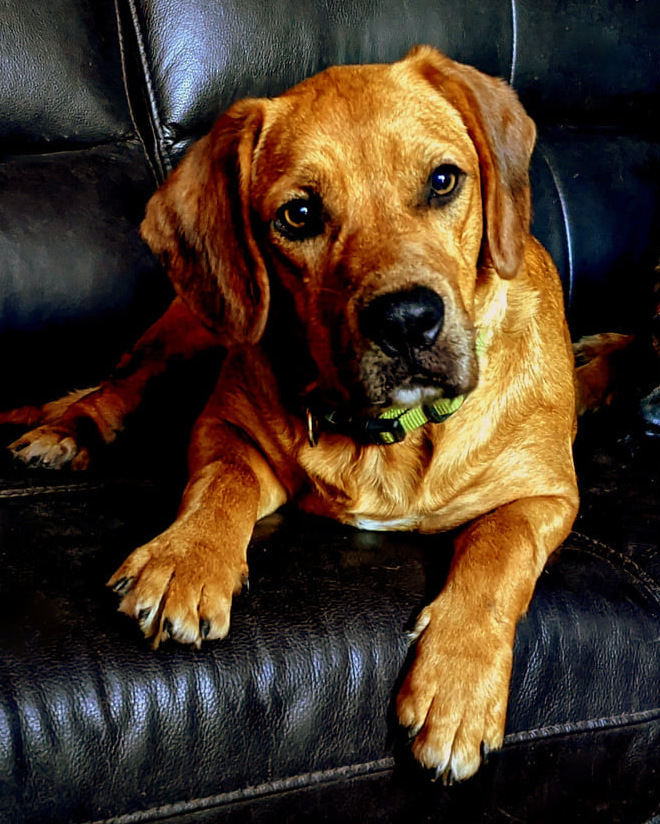 Buck (Buckingham), an adoptable Cocker Spaniel, Boxer in McIntyre, GA, 31054 | Photo Image 1