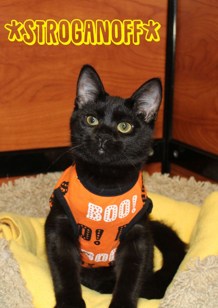 Stroganoff, an adopted Domestic Short Hair in Centerville, UT_image-1