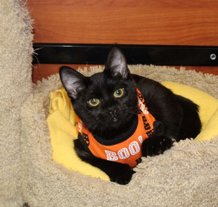 Stroganoff, an adopted Domestic Short Hair in Centerville, UT_image-2