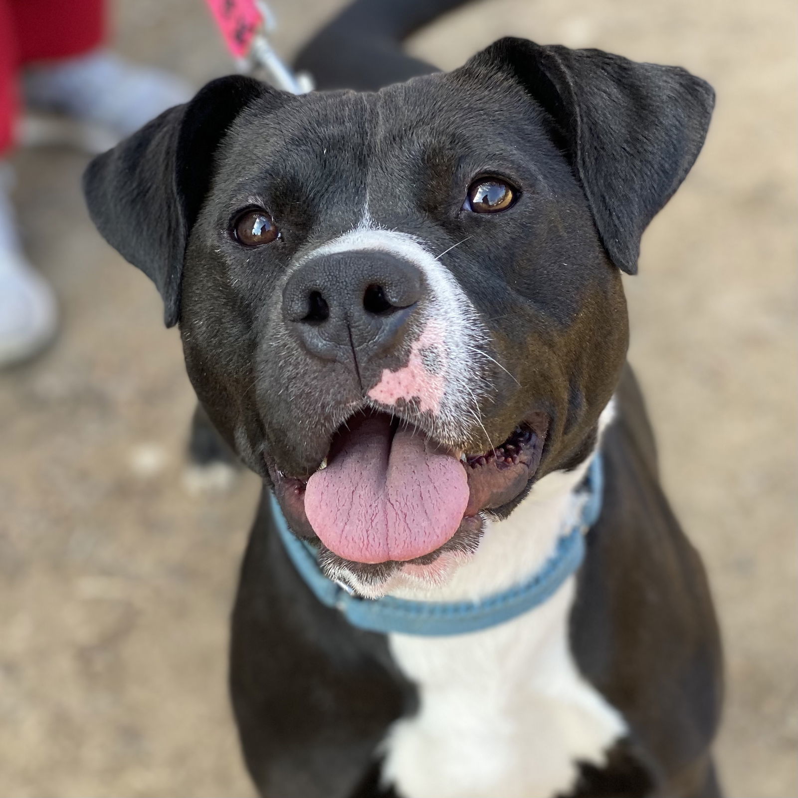 Cindy Lu *Adopt or Foster*, an adoptable Pit Bull Terrier, Labrador Retriever in Fairfax, VA, 22038 | Photo Image 1