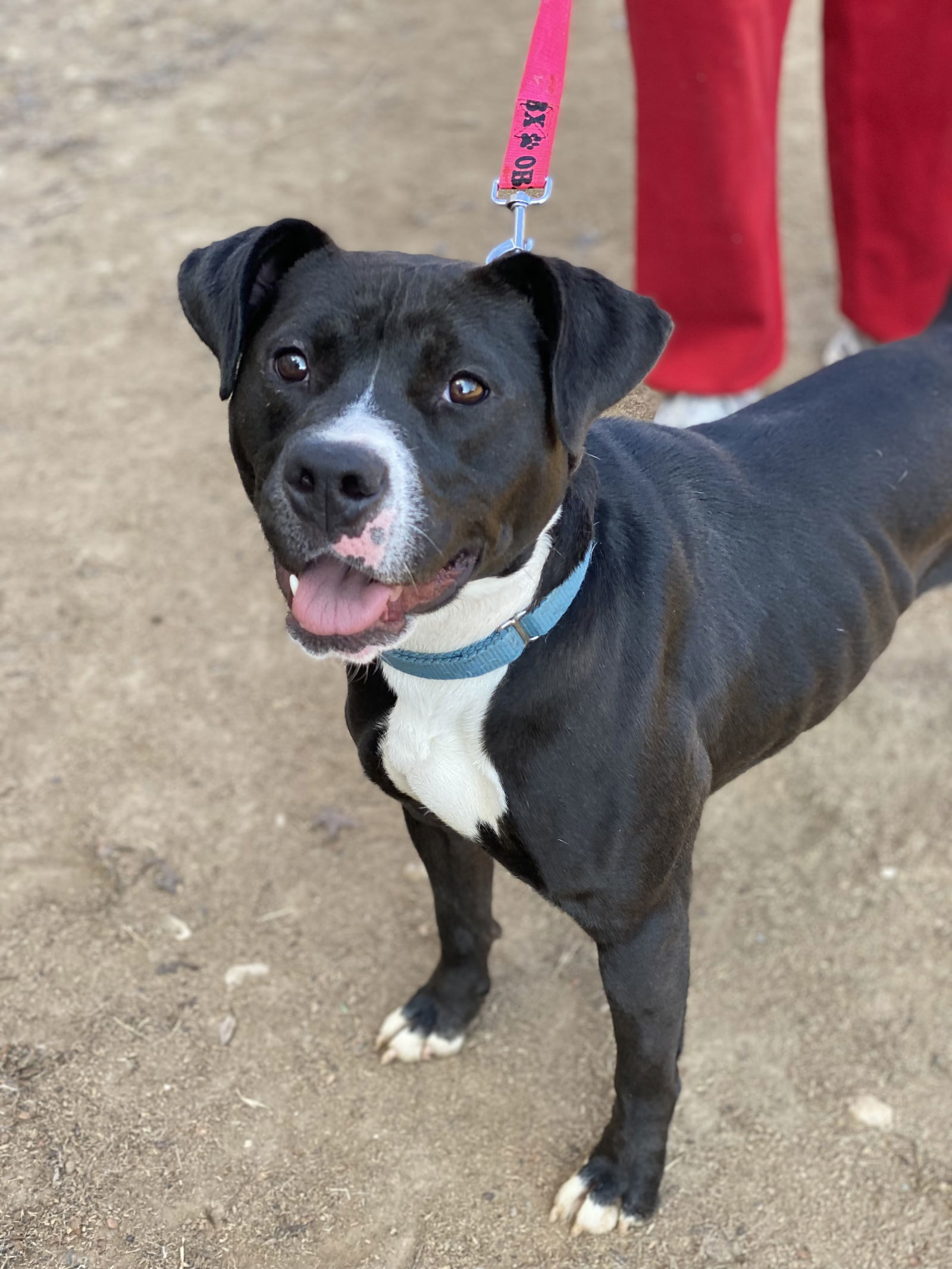 Cindy Lu *Adopt or Foster*, an adoptable Pit Bull Terrier, Labrador Retriever in Fairfax, VA, 22038 | Photo Image 2