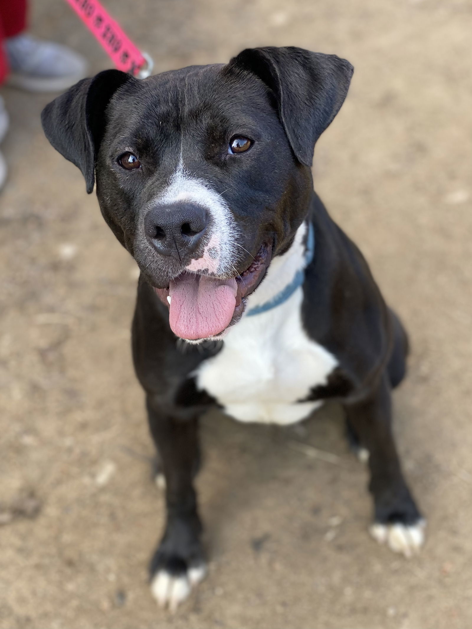 Cindy Lu *Adopt or Foster*, an adoptable Pit Bull Terrier, Labrador Retriever in Fairfax, VA, 22038 | Photo Image 3