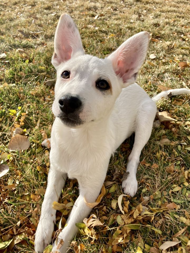 Dog For Adoption Sawyer A Cattle Dog Mix In Fort Collins Co Petfinder
