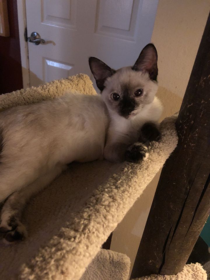 Jolie , an adopted Siamese Mix in Tustin, CA_image-3