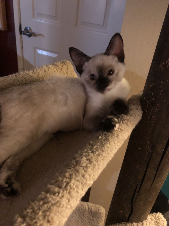 Jolie , an adopted Siamese Mix in Tustin, CA_image-5