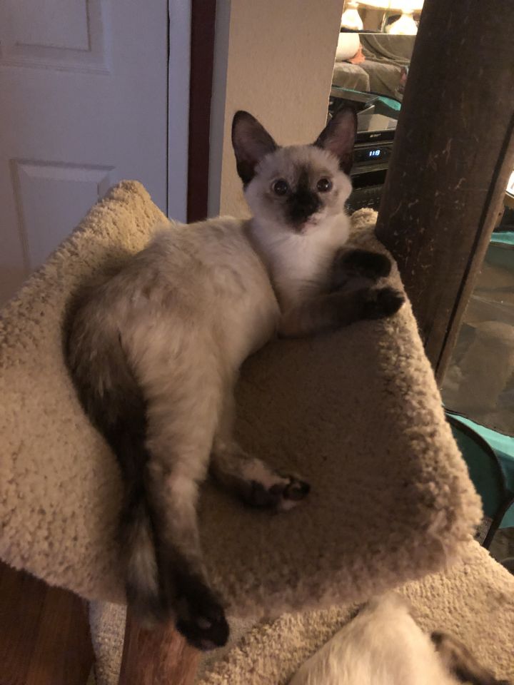 Jolie , an adopted Siamese Mix in Tustin, CA_image-6