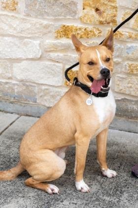 can a american staffordshire terrier and a australian cattle dog be friends