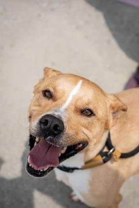 can a american staffordshire terrier and a australian cattle dog be friends