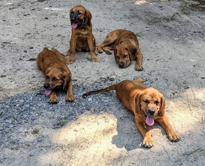 Boxer best sale cocker spaniel