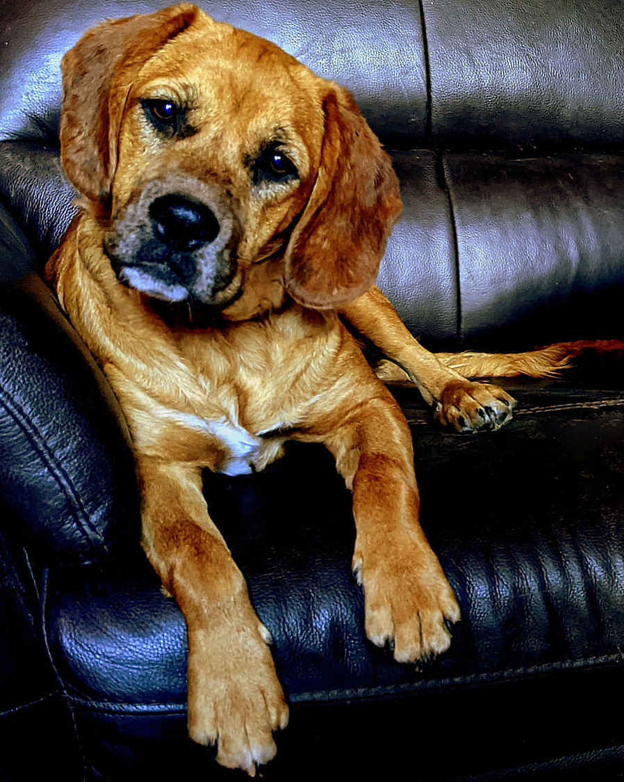 Mick (Fleetwood), an adoptable Cocker Spaniel, Boxer in McIntyre, GA, 31054 | Photo Image 1