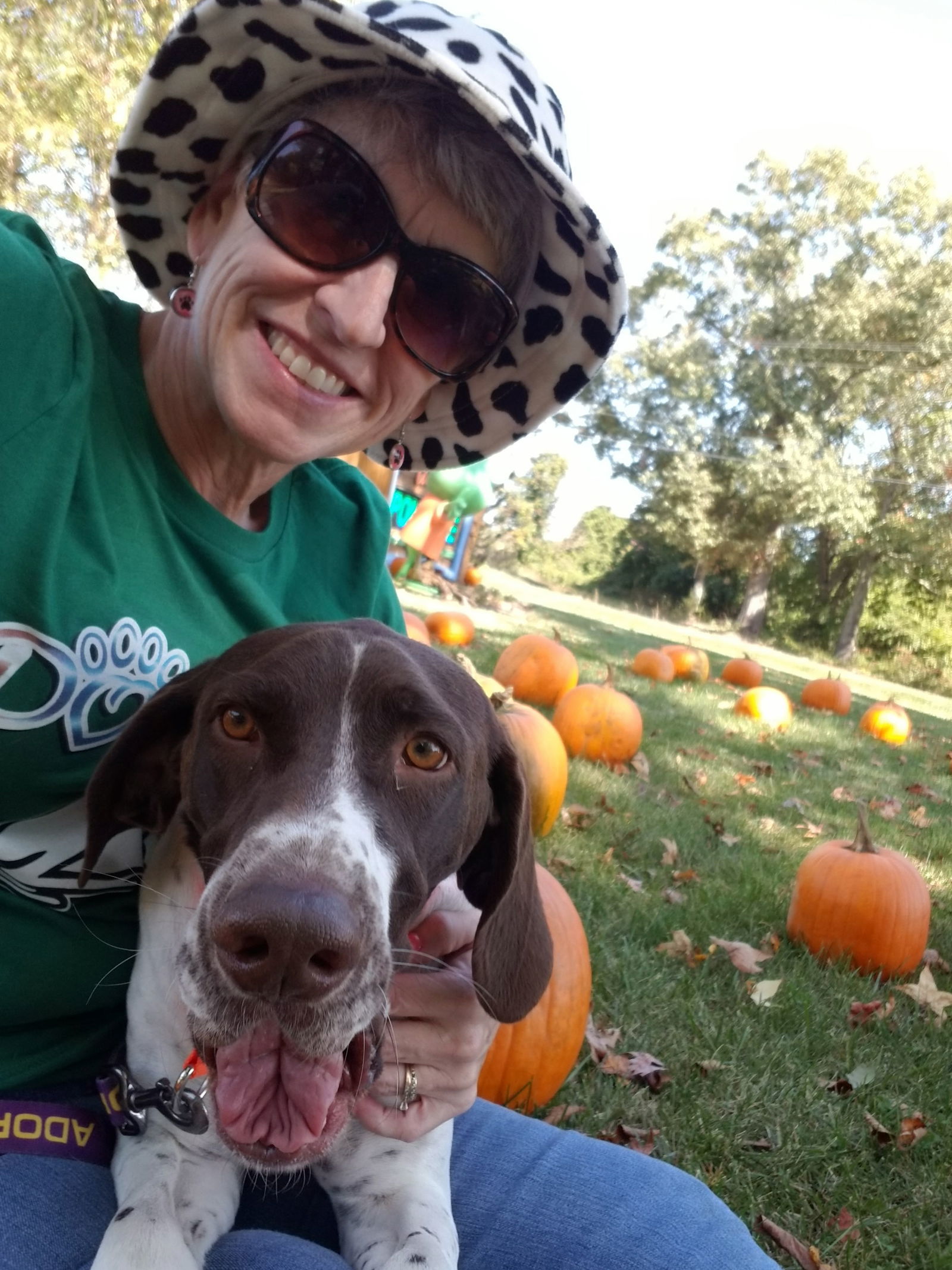 Chevron (Chevy), an adoptable English Pointer in Thomasville, NC, 27361 | Photo Image 1