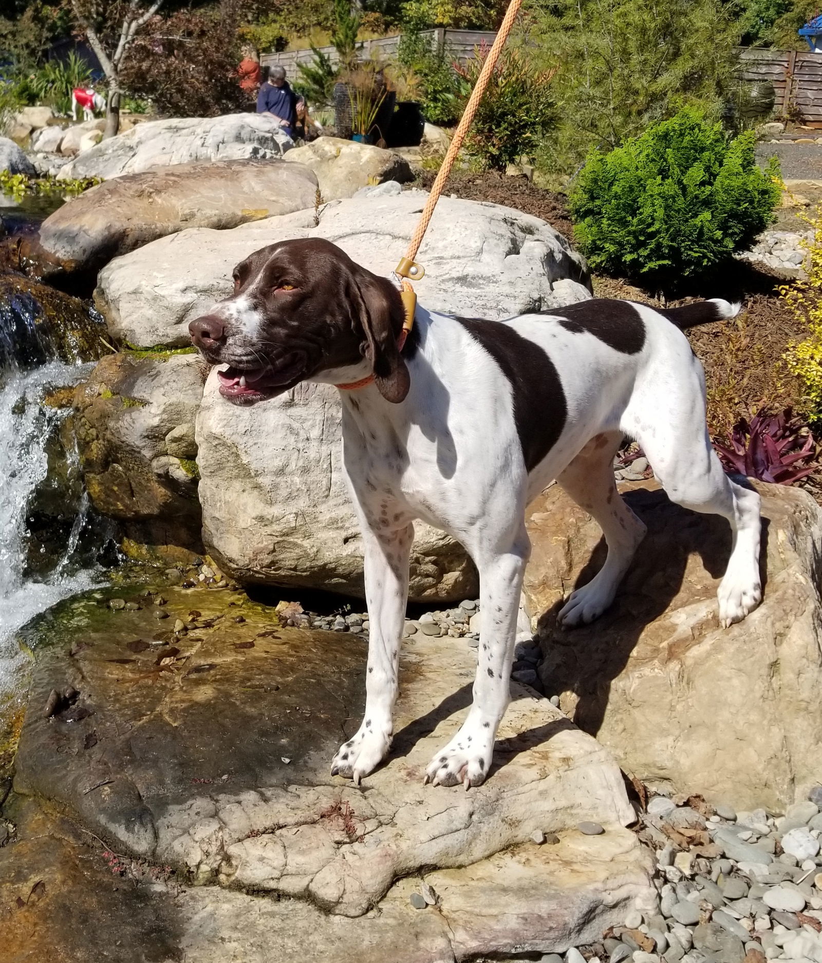 Chevron (Chevy), an adoptable English Pointer in Thomasville, NC, 27361 | Photo Image 2