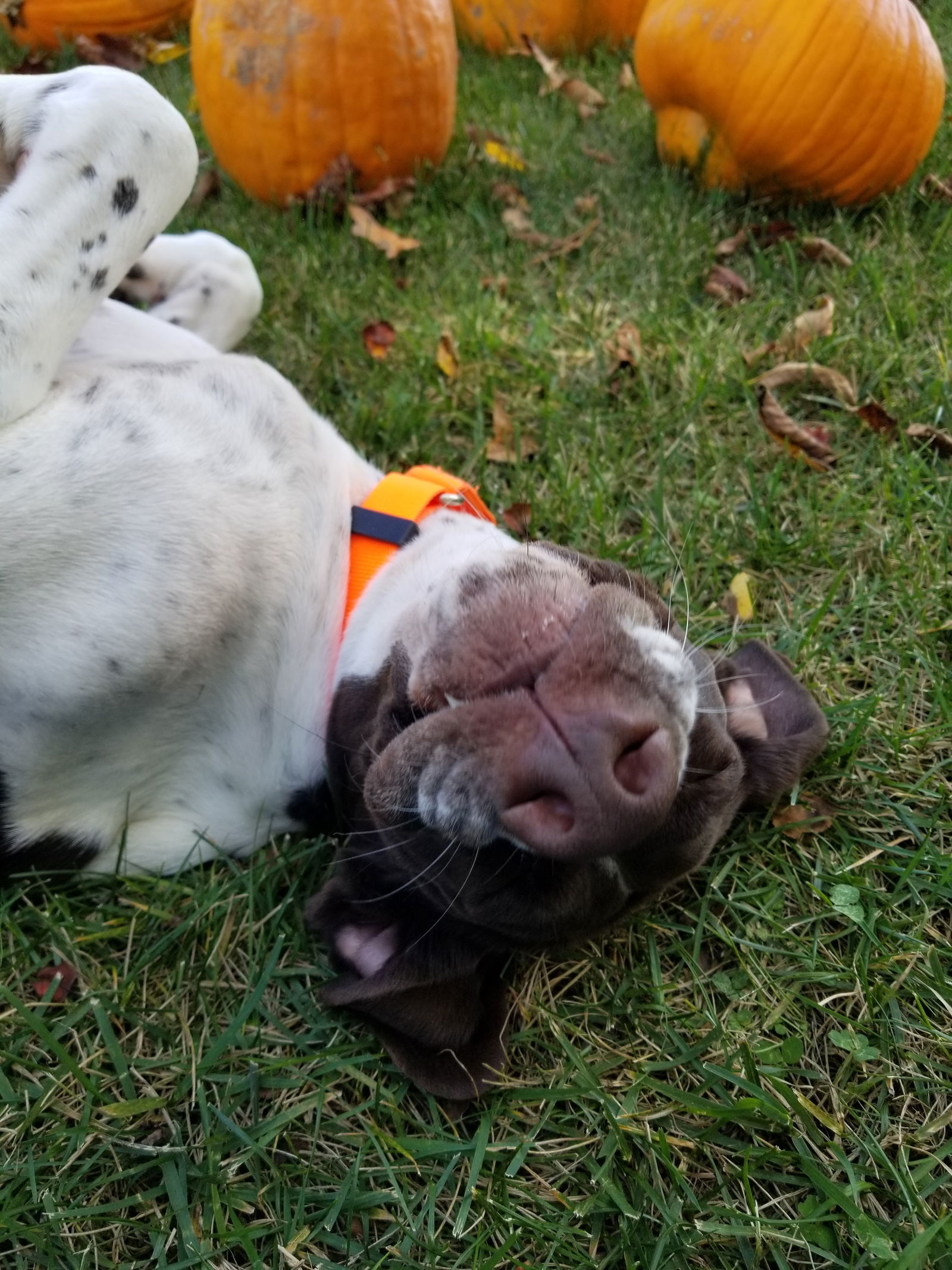 Chevron (Chevy), an adoptable English Pointer in Thomasville, NC, 27361 | Photo Image 3