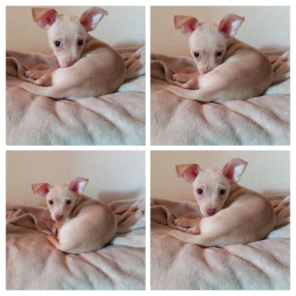 Adopt A Chihuahua in Spring, Tomball, TX near Houston