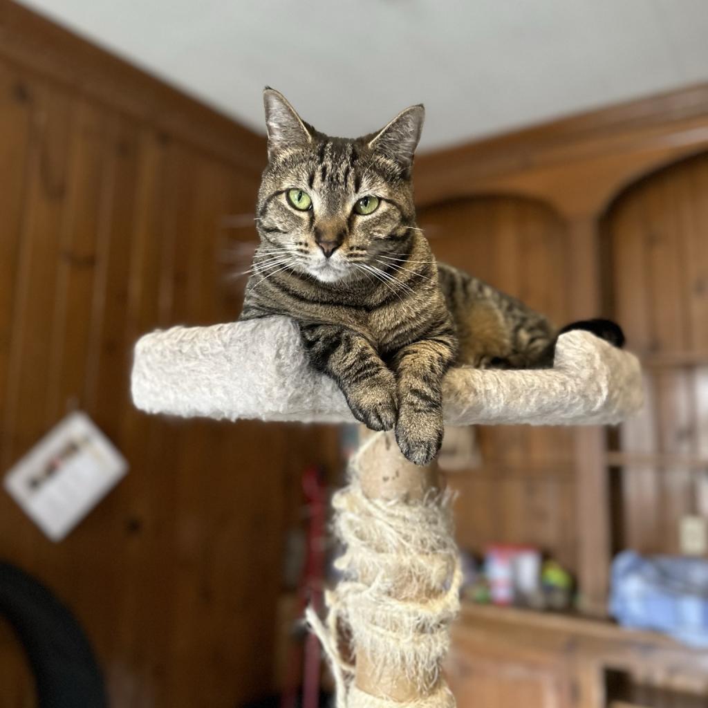 Tigger, an adoptable Domestic Short Hair in Middletown, NY, 10940 | Photo Image 1