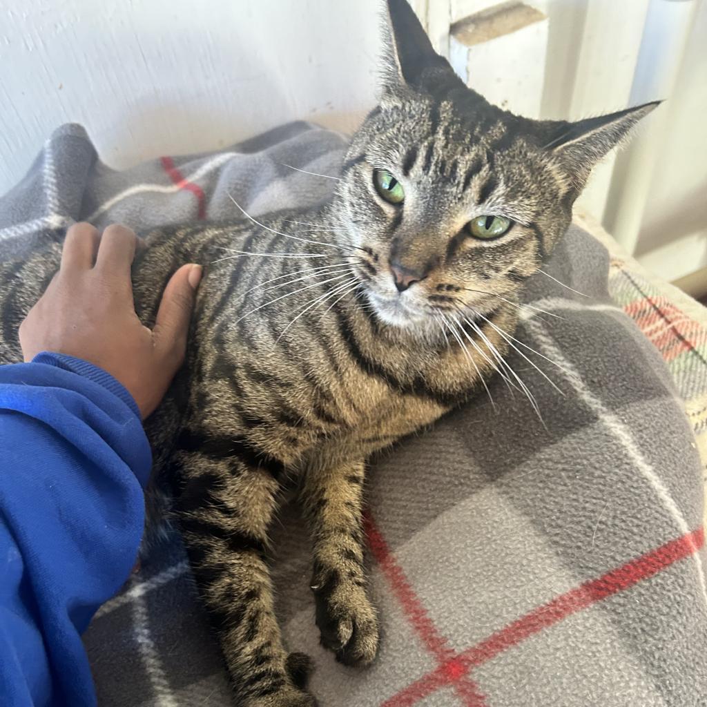 Tigger, an adoptable Domestic Short Hair in Middletown, NY, 10940 | Photo Image 3