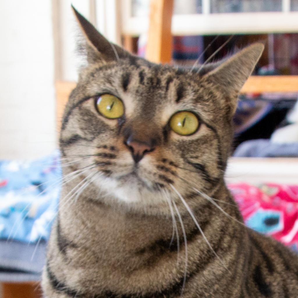 Tigger, an adoptable Domestic Short Hair in Middletown, NY, 10940 | Photo Image 4