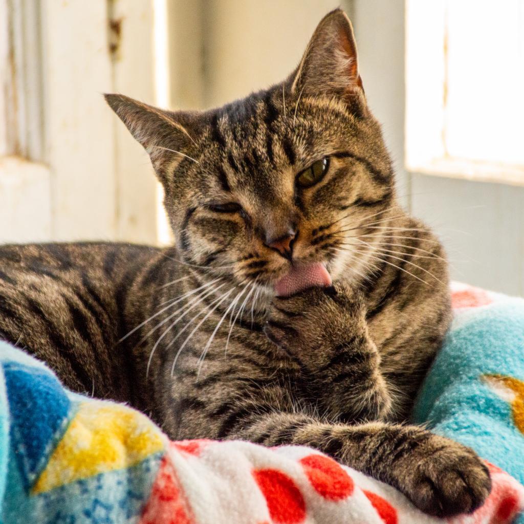 Tigger, an adoptable Domestic Short Hair in Middletown, NY, 10940 | Photo Image 5