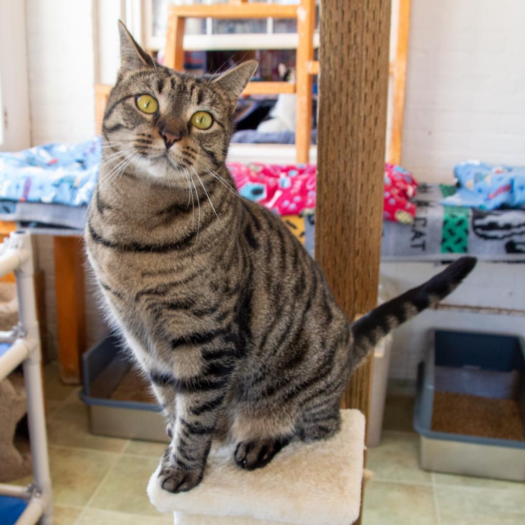 Tigger, an adoptable Domestic Short Hair in Middletown, NY, 10940 | Photo Image 5