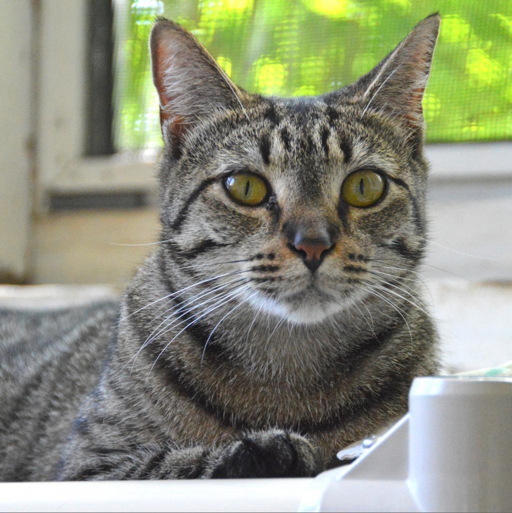 Tigger, an adoptable Domestic Short Hair in Middletown, NY, 10940 | Photo Image 6