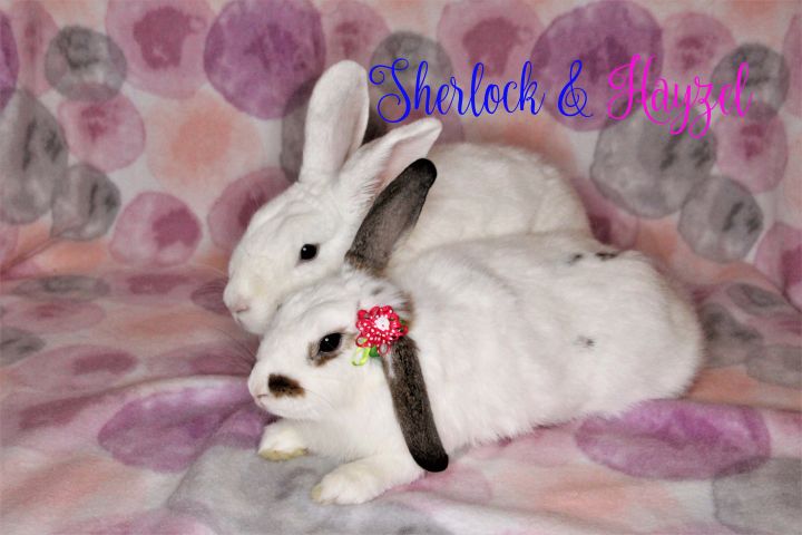Sherlock & Hayzel, an adoptable Florida White & Mini Lop Mix in San Antonio, TX_image-2